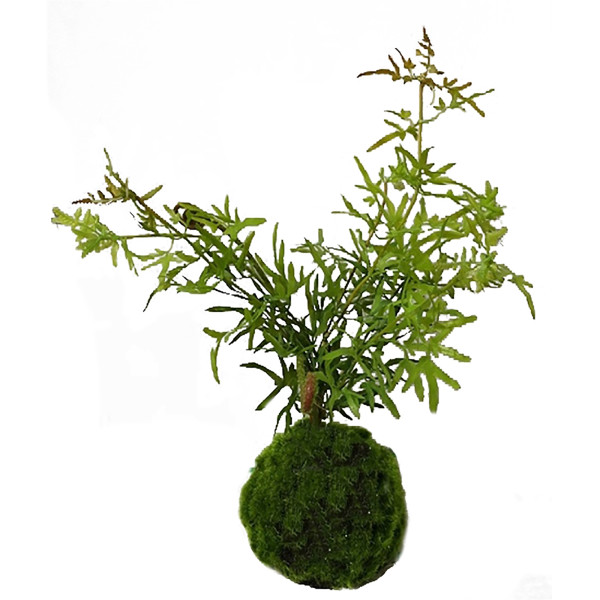 Kunstbäumchen, Flora02