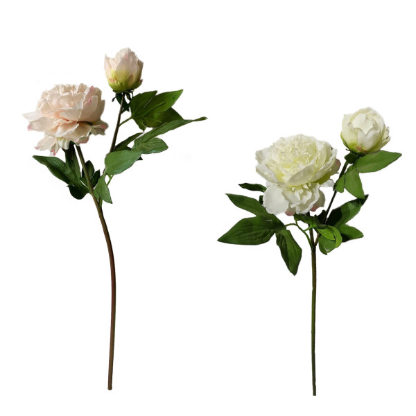 Pfingstrose Flora03, rosa, Flora02, weiss 2er